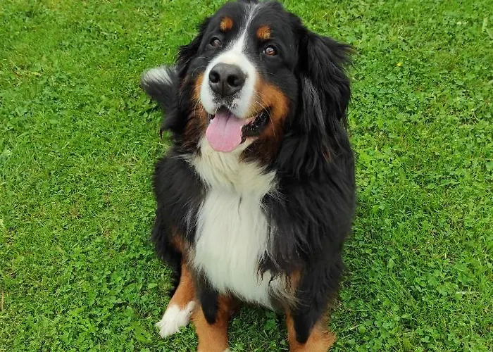 Alpin Hotel apartamentowy Flachau