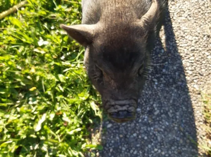 Alpin フラッハウ